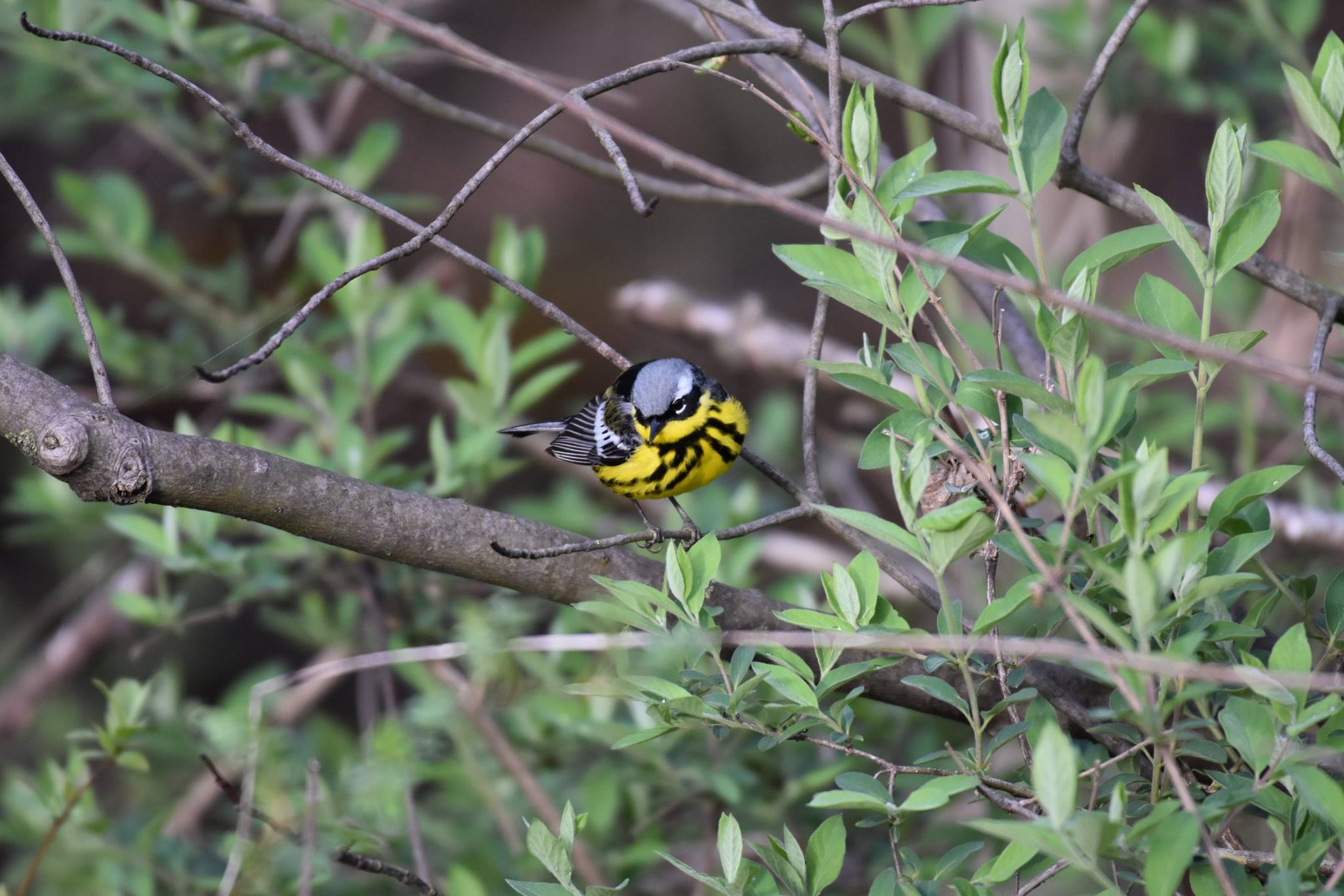 A Quick Thank You To The Thrashers - Bird Watchers Anonymous