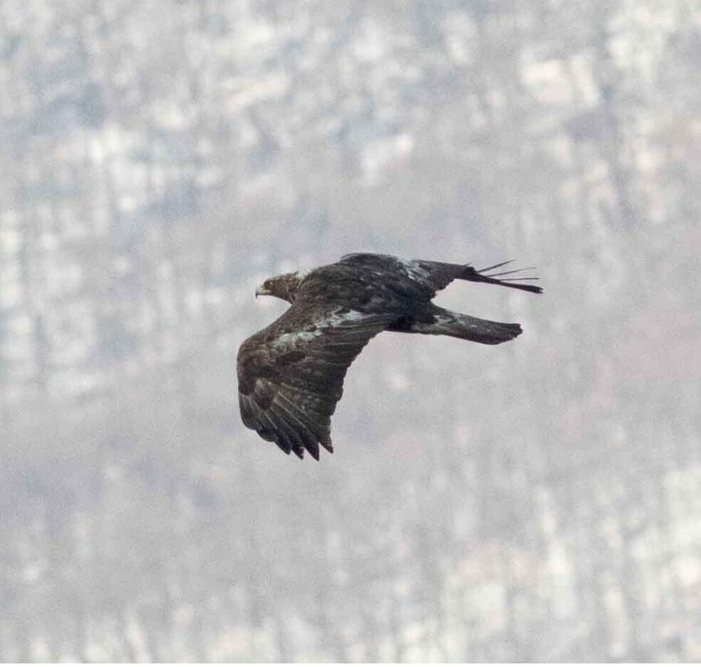 Adult Golden Eagle flying past the hawkwatch. Courtesy of Nick Bolgiano.
