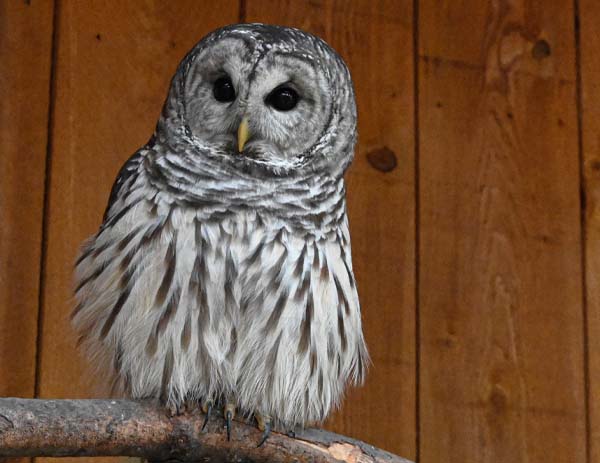 Barred Owl