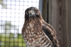 Broadwing Hawk