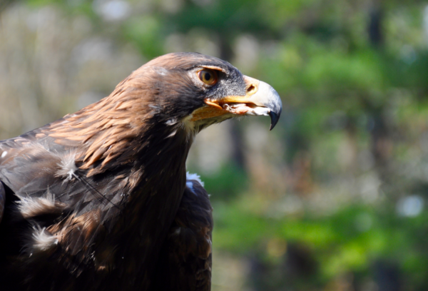 Golden Eagle