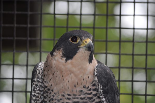 Peregrine Falcon