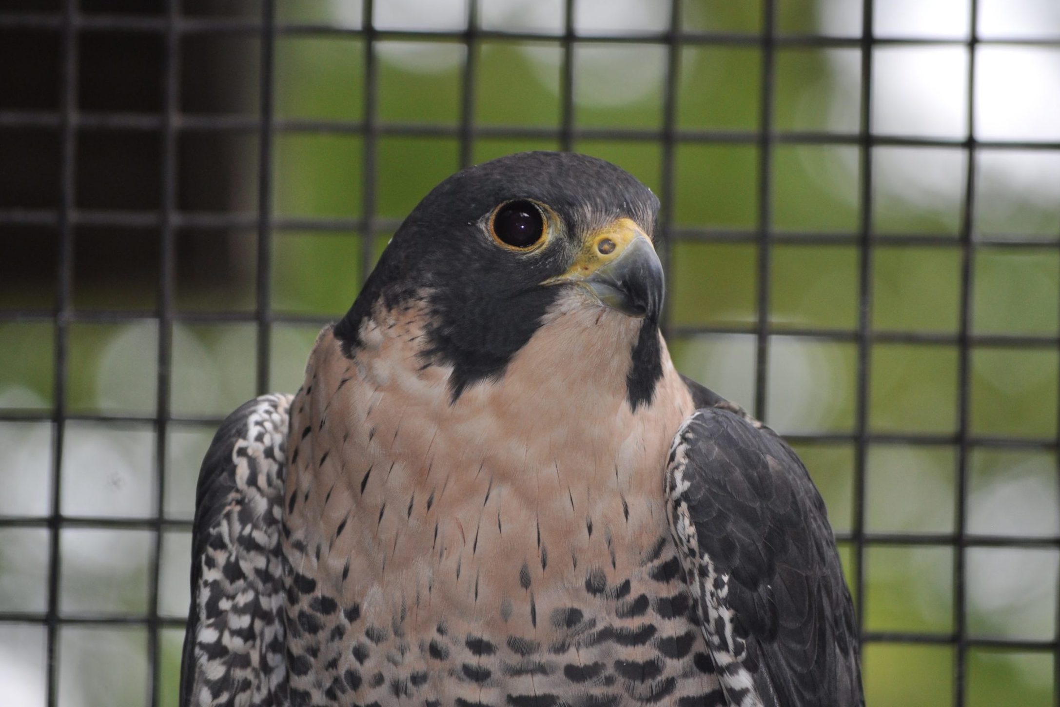 Peregrine falcon