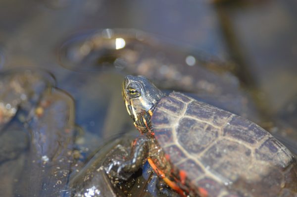 Painted Turtle