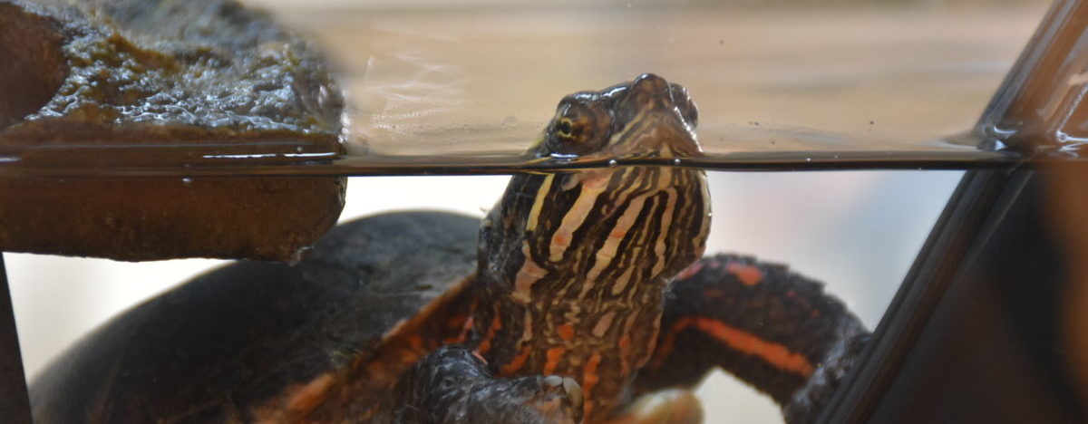 Animythology: Spiders - Shaver's Creek Environmental Center