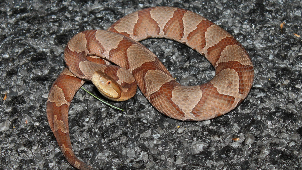 Copperhead