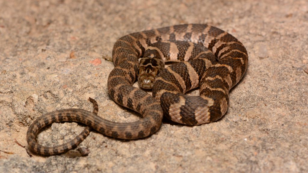 Northern Watersnake