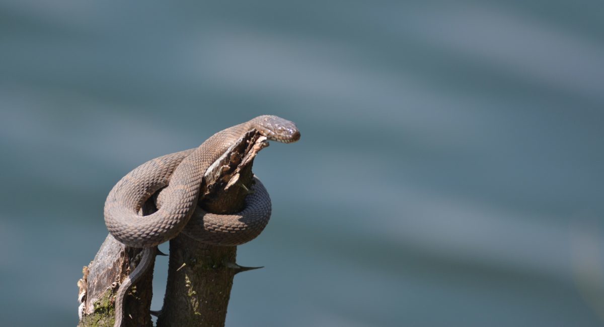 A watersnake basking in the sun on a tree that is sticking out of the water