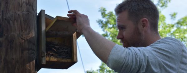 A volunteer inspects a nest box