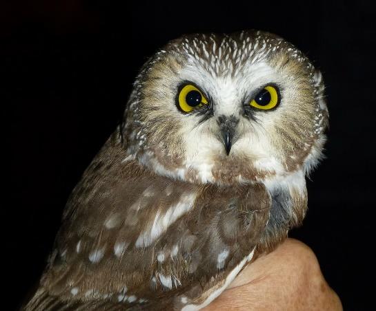 Small owl