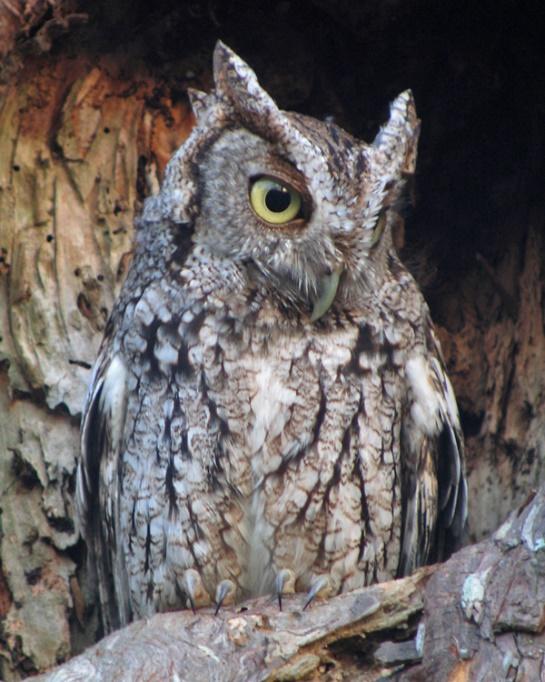 Screech Owl