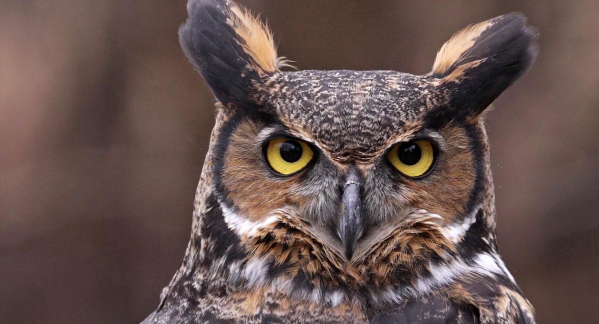 Great Horned Owl