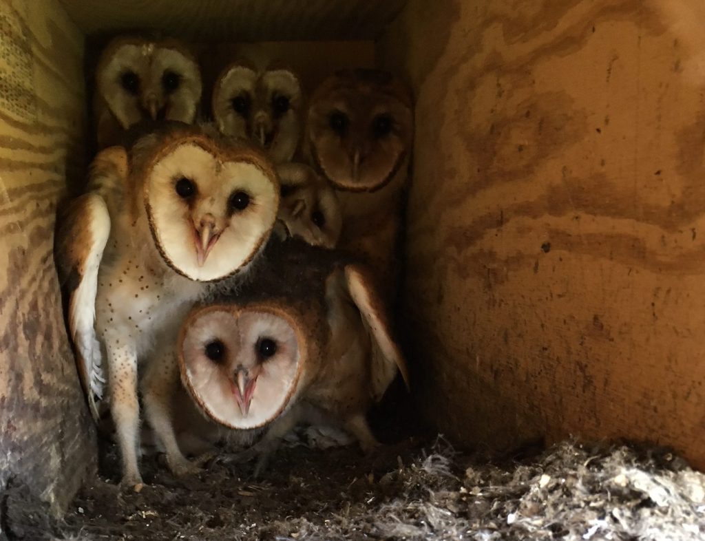 A view from the Barn Owl nestcam