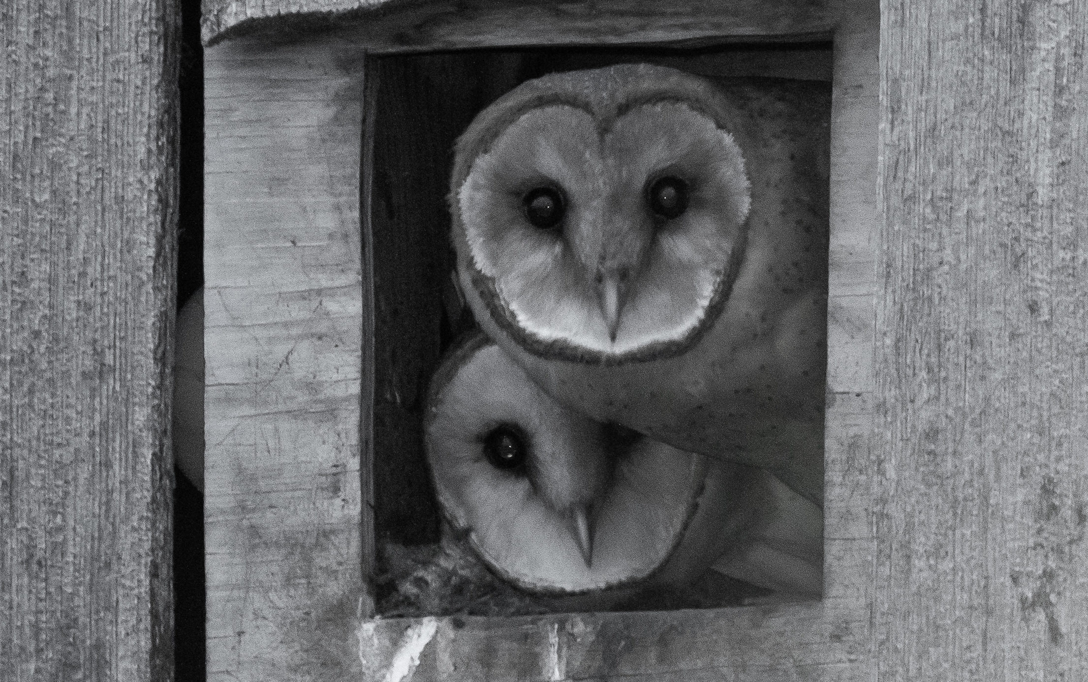 Two young barn owls.