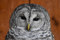 Cook the Barred Owl