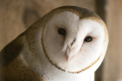 Cosmo the Barn Owl