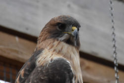 Jamaica the Red-tailed Hawk