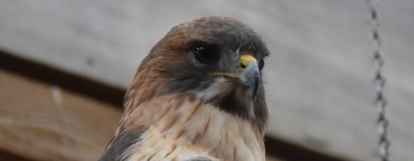 Jamaica the Red-tailed Hawk