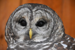 Jerudi the Barred Owl