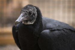 Matilda the Black Vulture