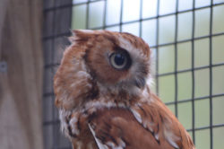 Rufous the Eastern Screech Owl