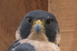 Susquehanna the Peregrine Falcon