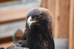 Tussey the Golden Eagle