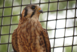 Violet the American Kestrel