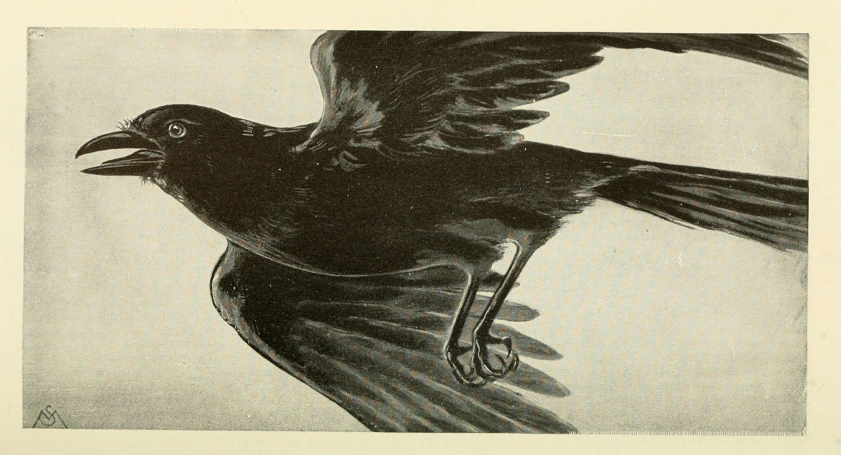 Illustration of a Crow