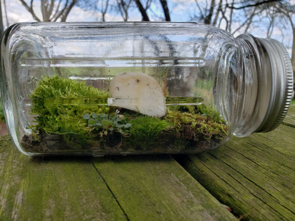 A mini ecosystem with moss and stones in a sealed Mason jar