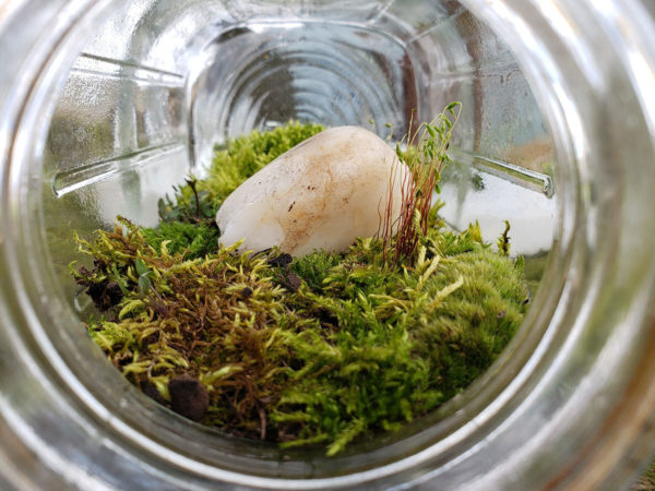 Summer Pond DIY Ecosphere - How To Make An Ecosphere or Jarrarium