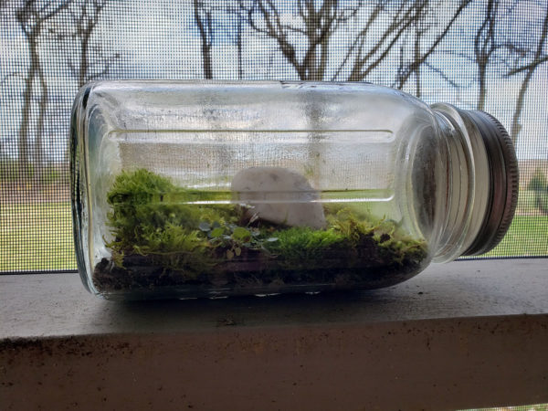 A mini ecosystem on a windowsill