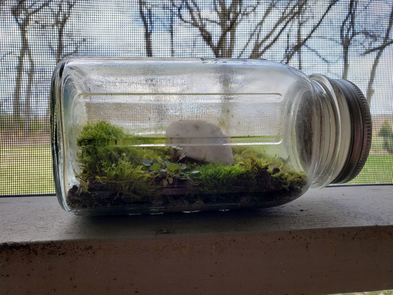 Create Your Own Mini Ecosystem at Home! - Shaver’s Creek Environmental ...