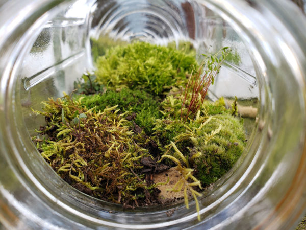 Small rocks, a layer of dirt, and a layer of moss in a Mason jar