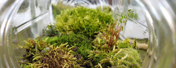 Small stones, a layer of dirt, and a layer of moss in a Mason jar