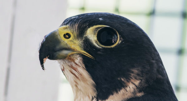 Susquehanna the Peregrine falcon