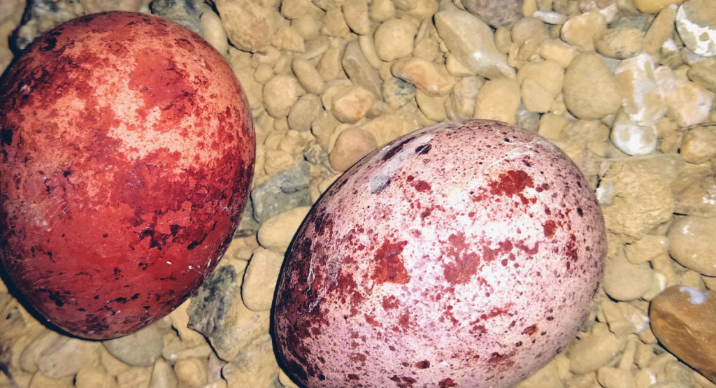 Peregrine falcon eggs