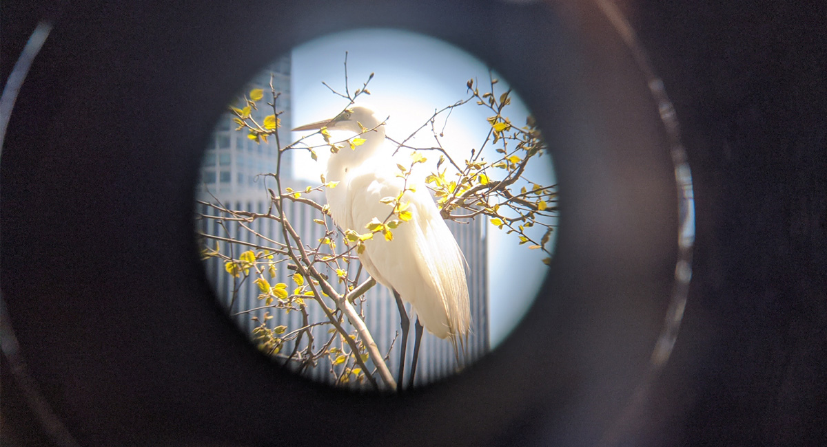 A Great egret in Central Park