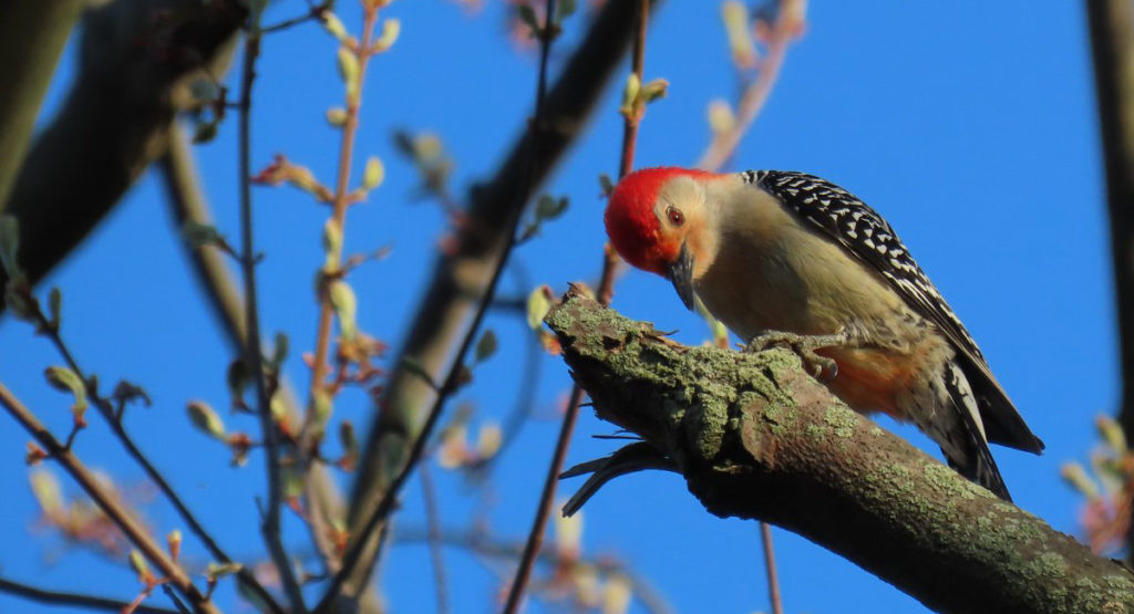 A red-bellied woodpecker