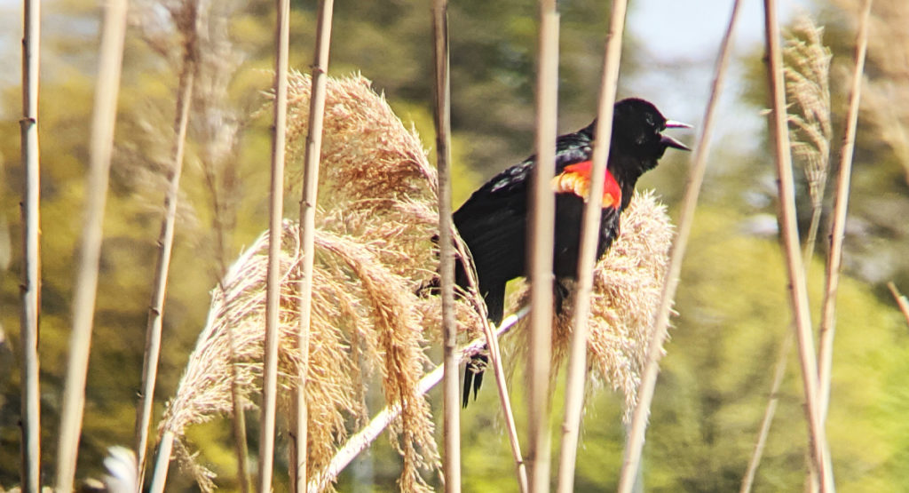 Red-winged Blackbird