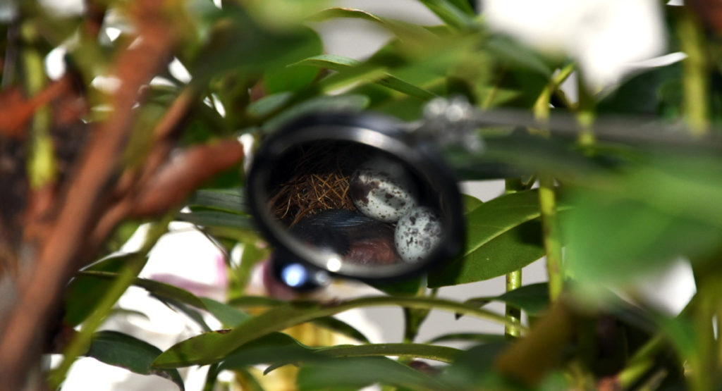 Bird eggs reflected in a small mirror hand tool