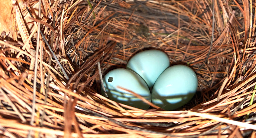 Eggs in a bird box