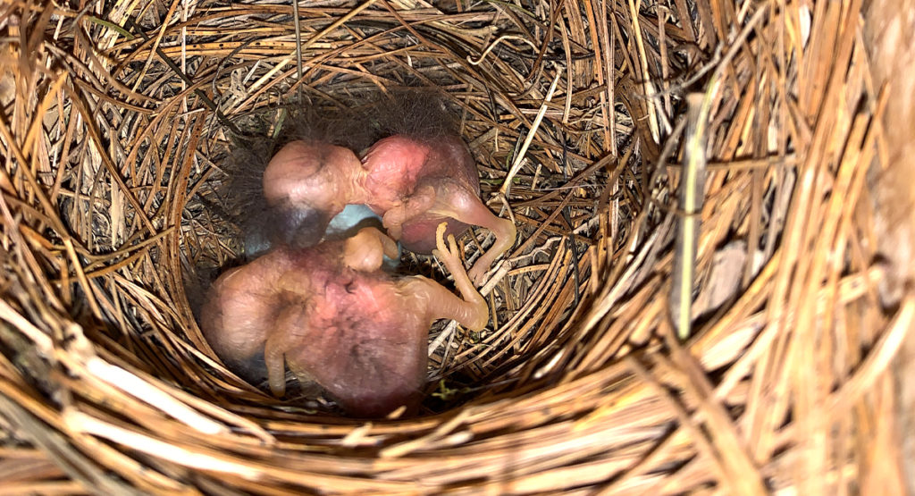 Hatchlings in a bird box