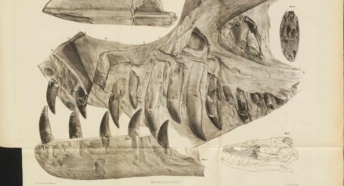 A 19th-century illustration of a Megalosaurus skull
