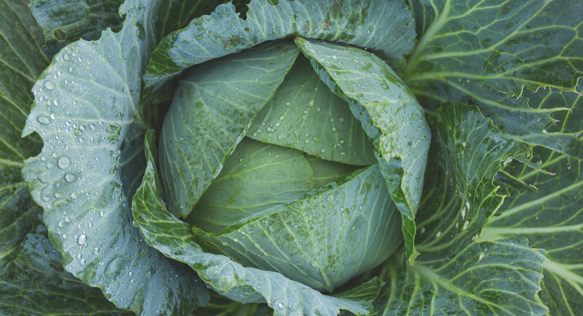 Close up of Green Cabbage