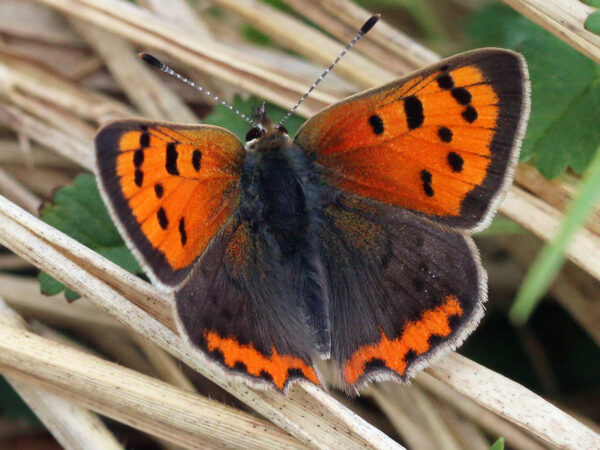 American Copper Butterfly