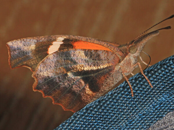 American Snout Butterfly