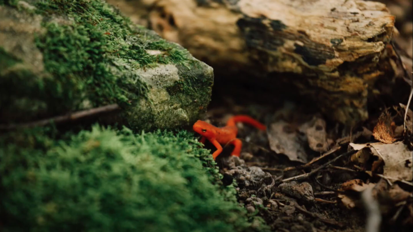 An eastern newt in its natural habitat