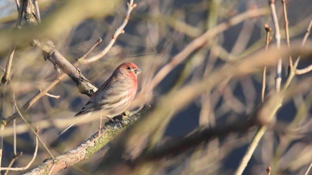 House Finch