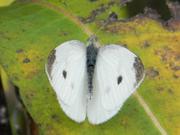 Cabbage White Butterfly